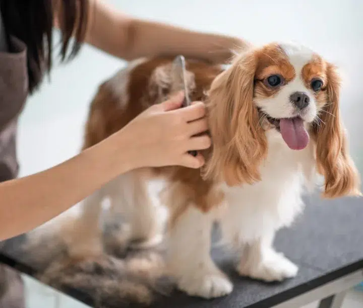 Photo of king charles spaniel getting groomed on a dark table.