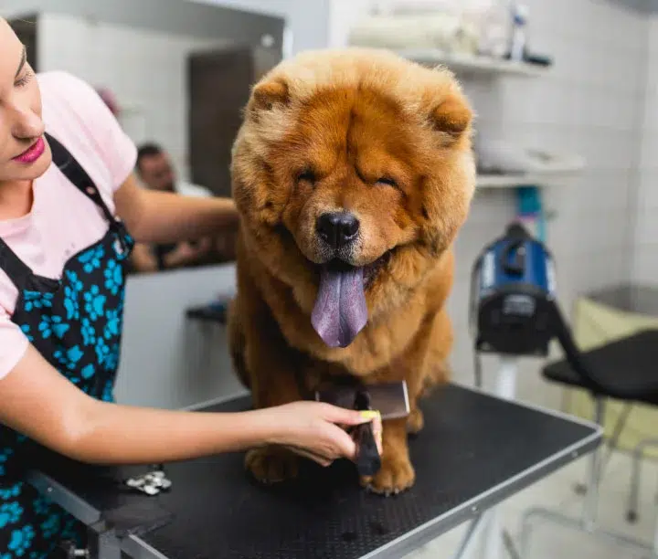chow getting dried during grooming