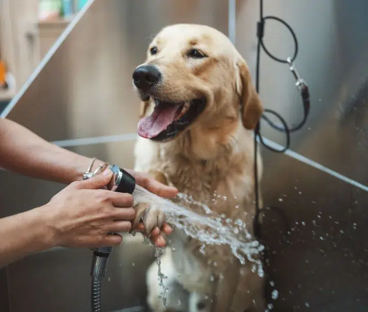 happy yellow lab getting a bath