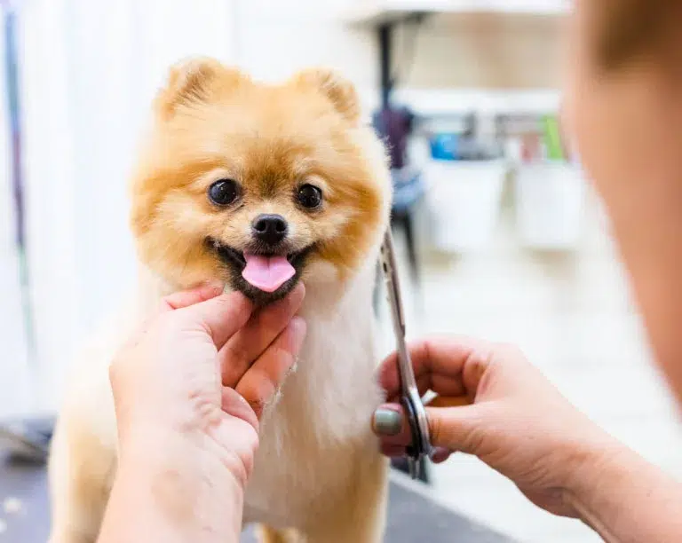 pomeranian getting a hair cut