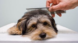 My Three Dogs showcases how professional grooming transforms pet health and happiness through regular appointments.