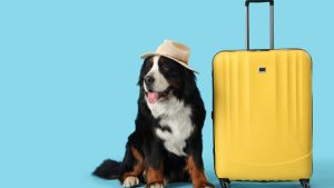My Three Dogs holiday pet boarding reservation calendar showing December booking schedule for Charleston area pets.