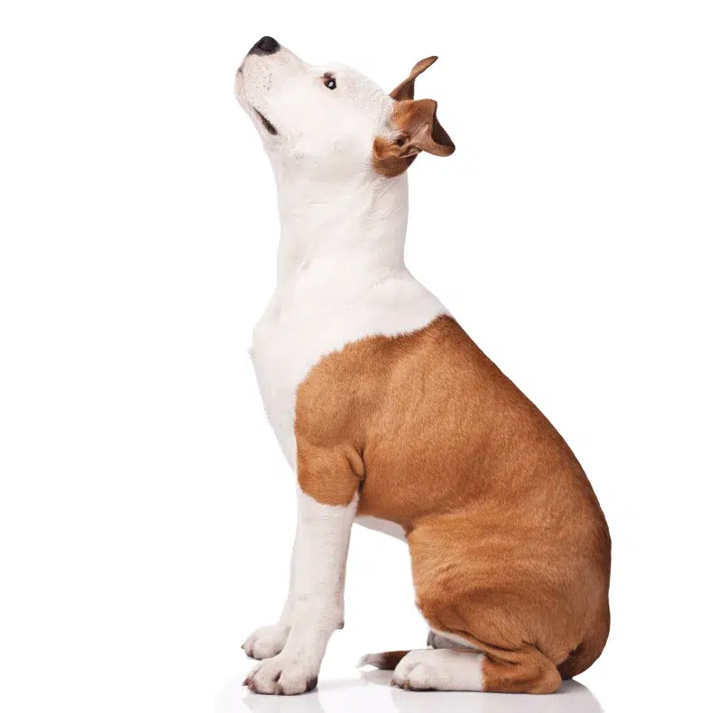 Photo of tan and white staffordshire terrier looking up from the side.