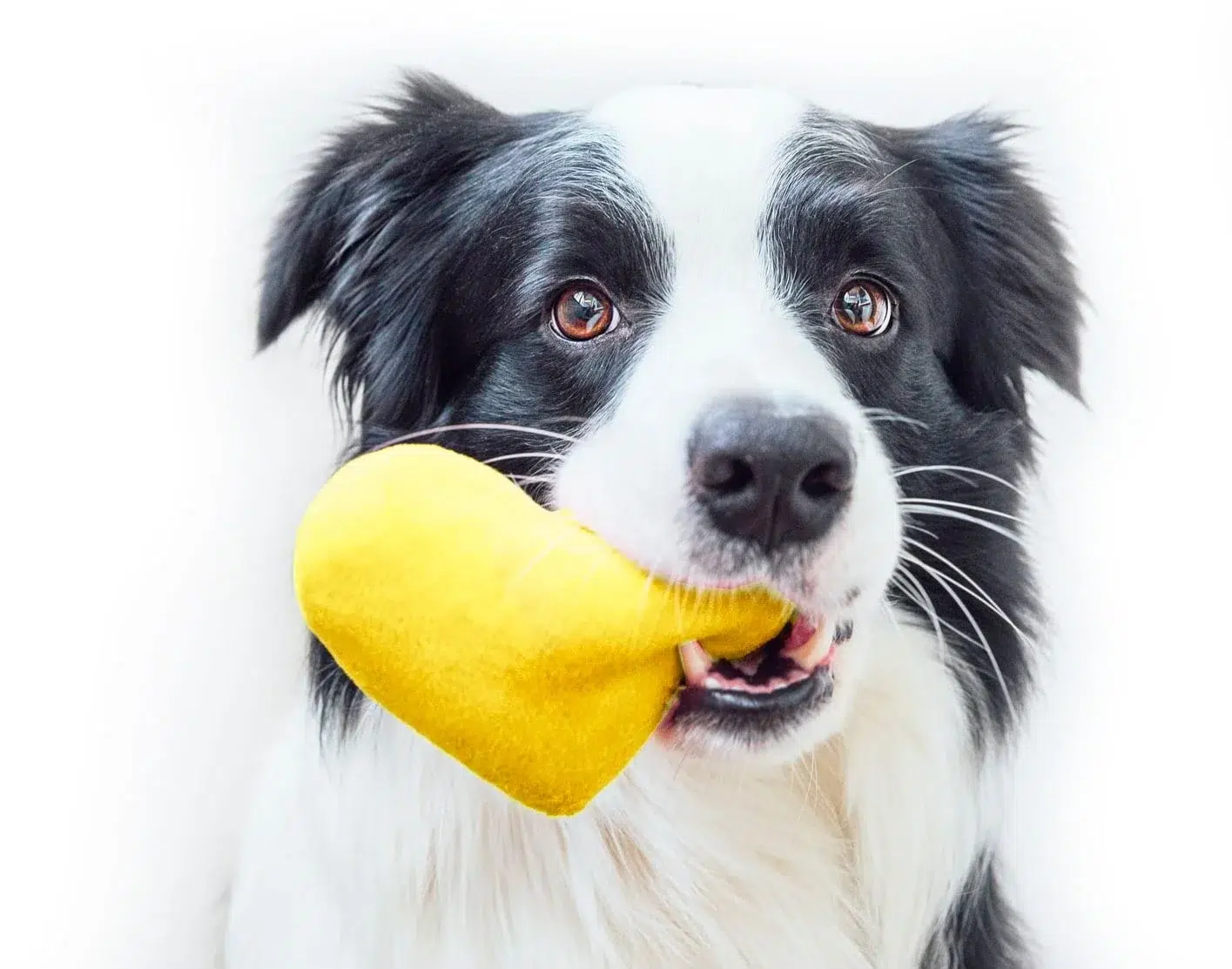 Black and white border collie looks at the camera with yellow heart dog toy in mouth.