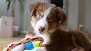 My Three Dogs showcases structured daycare routines that support New Year dog training goals.