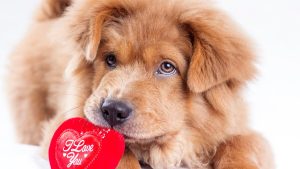 My Three Dogs showcases happy dogs forming Valentine's Day friendships at daycare facility